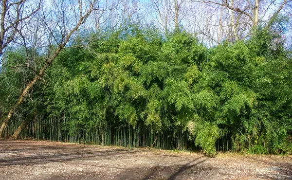 stock image Thickets of bamboo in the suburbs of New Jersey, USA