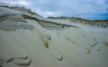 Tuza dayanıklı ve kuraklığa dayanıklı bitki örtüsü. Atlantik kıyısı boyunca uzanan kum tepelerine serpiştirilmiş. Island Beach State Park, NJ