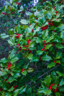 Ilex aquifolium (çobanpüskülü, İngiliz çobanpüskülü), New Jersey, ABD 'de okyanus kıyısında kırmızı meyveli bitki.