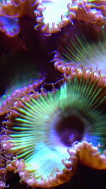 Yeşil Beyaz Çizgili Polyp (Zoanthus sp. ), deniz suyunun altında sallanan renkli mercanlar