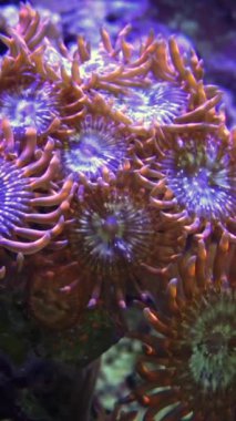 Yeşil Beyaz Çizgili Polyp (Zoanthus sp. ), deniz suyunun altında sallanan renkli mercanlar, ABD