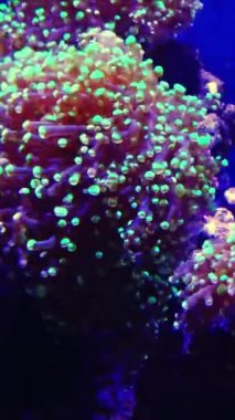 Deniz akvaryumundaki bir şakayığın kanat çırpan dokunaçları. Macera Akvaryumu, New Jersey, ABD