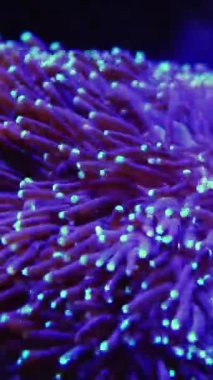 Deniz akvaryumundaki bir şakayığın kanat çırpan dokunaçları. Macera Akvaryumu, New Jersey, ABD