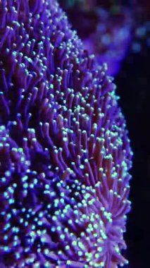 Deniz akvaryumundaki bir şakayığın kanat çırpan dokunaçları. Macera Akvaryumu, New Jersey, ABD