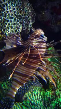 Yaygın aslan balığı (Pterois volitans), şeytan ateşböceği veya sıradan aslan balığı, Akvaryum, New Jersey