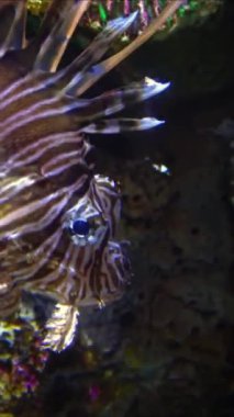 Yaygın aslan balığı (Pterois volitans), şeytan ateşböceği veya sıradan aslan balığı, Akvaryum, New Jersey