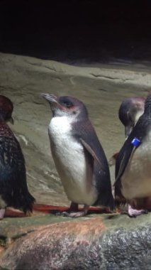 Bir muhafazada uyuyan penguen, Akvaryum, New Jersey, ABD