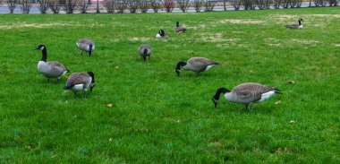 Kanada kazı (Branta canadensis), Philadelphia 'da okyanus kıyısında yeşil çimlerde otlayan kuşlar.