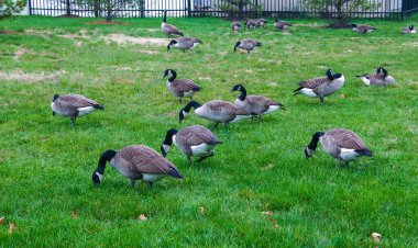 Kanada kazı (Branta canadensis), Philadelphia 'da okyanus kıyısında yeşil çimlerde otlayan kuşlar.