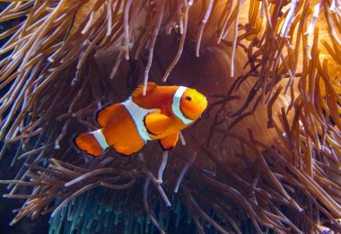 Palyaço balığı, Anemonefish (Amphiprion ocellaris) anemonların dokunaçları arasında yüzer, balık ve anemonların ortak yaşamı, Philadelphia, ABD