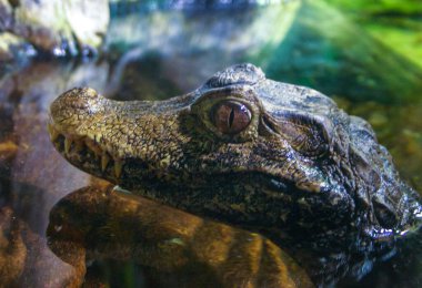 Cuvier Dwarf Caiman veya Musky Caiman (Paleosuchus palpebrosus), akvaryumdaki genç hayvan.