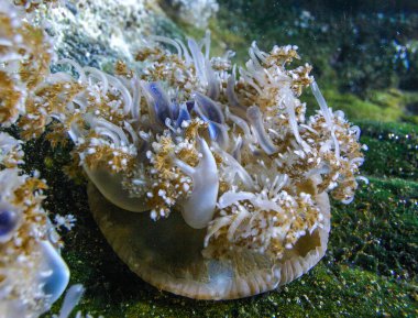 Ters dönmüş denizanası - Cassiopea andromeda - mangrov denizanası alglerle simbiyotik, mikro algler tarafından fotosentez için parlak bir yerde yatıyor.