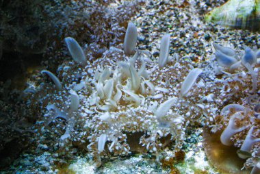 Ters dönmüş denizanası - Cassiopea andromeda - mangrov denizanası alglerle simbiyotik, mikro algler tarafından fotosentez için parlak bir yerde yatıyor.