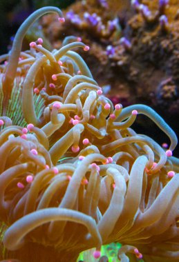 Macrodactyla sp. - The fluttering tentacles of an anemone in a marine aquarium. New Jersey, USA  clipart