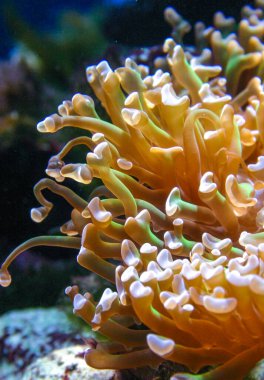 Euphyllia paraancora - sea anemone with stinging tentacles in an aquarium clipart