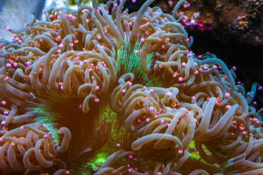 Macrodactyla sp. - Deniz akvaryumundaki bir şakayığın kanat çırpan dokunaçları. New Jersey, ABD 