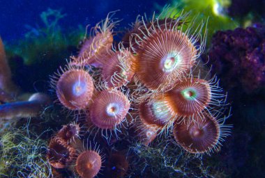 Yeşil Beyaz Çizgili Polyp (Zoanthus sp. ), deniz suyunun altında sallanan renkli mercanlar, ABD