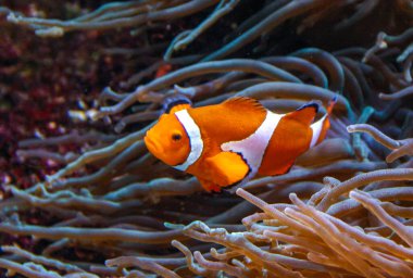 Palyaço balığı, Anemonefish (Amphiprion ocellaris) anemonların dokunaçları arasında yüzer, balık ve anemonların ortak yaşamı, Philadelphia, ABD