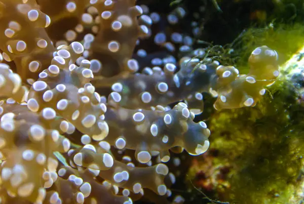 stock image Frogspawn, Euphyllia divisa, Euphyllidae, Indo-pacific Ocean