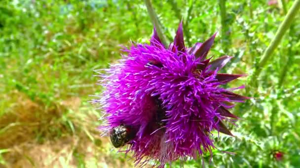 ビートルズと蜂は赤い花カルデウスナッツ ウクライナの花粉と蜜を集める — ストック動画