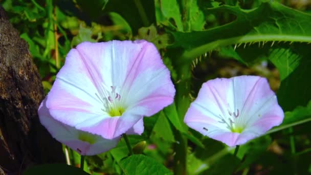 Convolvulus Arvensis Flores Blancas Rosadas Una Planta Herbácea Trepadora — Vídeos de Stock