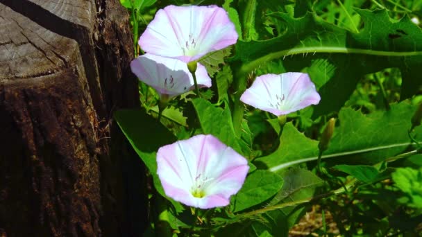 Convolvulus Arvensis Witte Roze Bloemen Van Een Klimmende Kruidachtige Plant — Stockvideo