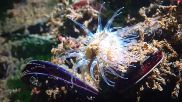 优雅的海葵 Sagartia Elegans 在沉船舱中拍摄的动物 — 图库视频影像
