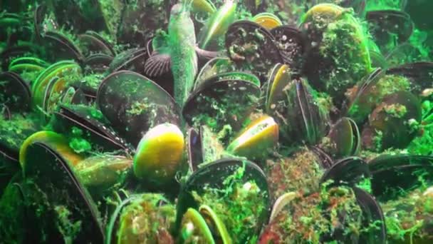 Blenny Tentacled Parablennius Tentacularis Incrustações Mexilhões Mar Negro Mar Negro — Vídeo de Stock