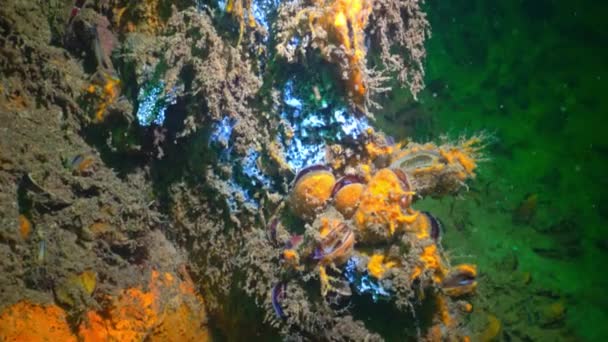 Geel Blauw Zwarte Zee Sponzen Bij Het Bevuilen Van Mosselen — Stockvideo