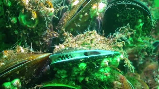 Mejillón Mediterráneo Mytilus Galloprovincialis Animal Filmado Bodega Barco Hundido Mar — Vídeos de Stock