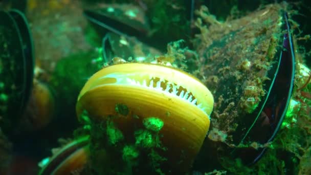 地中海贻贝 Mytilus Galloprovincialis 在沉船舱中拍摄的动物 — 图库视频影像