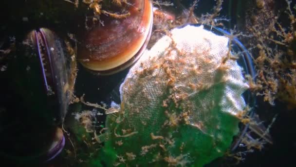 Bryozoa Bei Der Verschmutzung Von Schwarzmeermuscheln Schwarzes Meer — Stockvideo