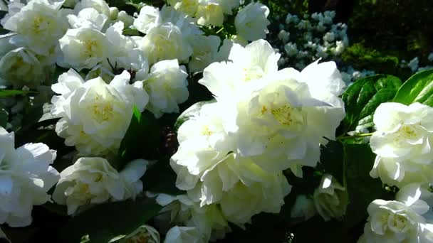 植物園の白い花庭ジャスミン モックオレンジ — ストック動画