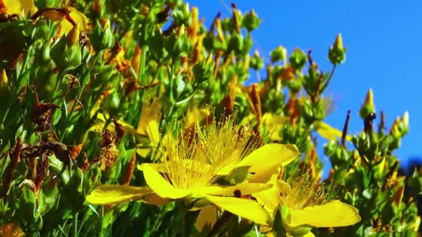 Les Insectes Recueillent Pollen Nectar Sur Les Fleurs Jaunes Plante — Video