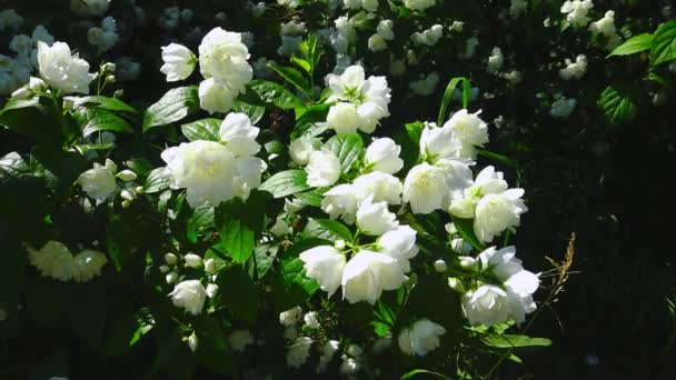 Λευκά Λουλούδια Κήπο Γιασεμί Mock Πορτοκαλί Στον Βοτανικό Κήπο — Αρχείο Βίντεο