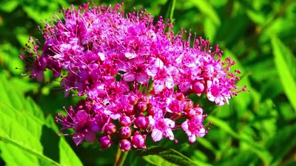 Japanische Spirea Rosaceae Ameisen Und Kleine Insekten Sammeln Nektar Blütenständen — Stockvideo