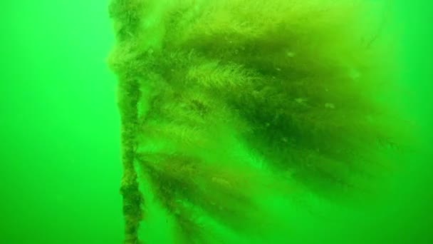 Υδροειδή Πολύποδα Obelia Συνδιασκεδάζει Μαύρη Θάλασσα — Αρχείο Βίντεο
