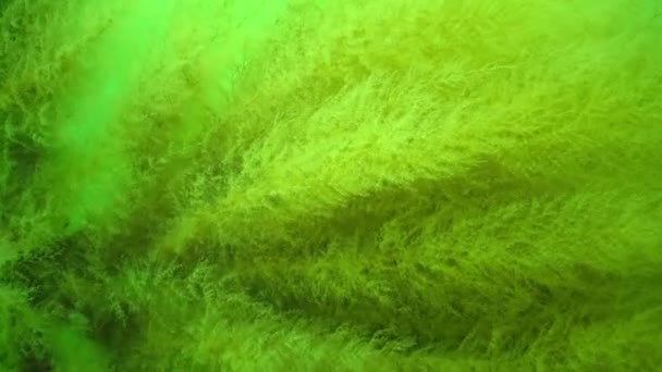 Hydroider Polyp Obelia Coelenterates Svarta Havet — Stockvideo