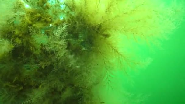 Pólipo Hidroide Obelia Coelenterates Mar Negro — Vídeos de Stock