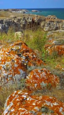 Bulgaristan 'ın Karadeniz kıyısındaki kayalık bir sahilde Lichenlar