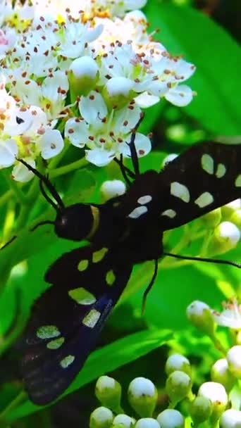 Amata Nigricornis Mariposa Con Alas Negras Con Manchas Inflorescencias Recogiendo — Vídeos de Stock