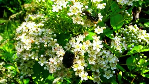 Rosal Verde Cetonia Aurata Escarabajos Verdes Recogen Néctar Inflorescencias — Vídeos de Stock