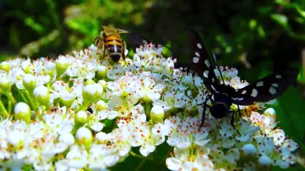 Escarabajo Rosa Mariposa Amata Nigricornis Con Alas Negras Con Manchas — Vídeos de Stock