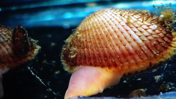 Anadara Inaequivalvis Mollusco Bivalvo Invasore Nel Mar Nero Specie Invasiva — Video Stock