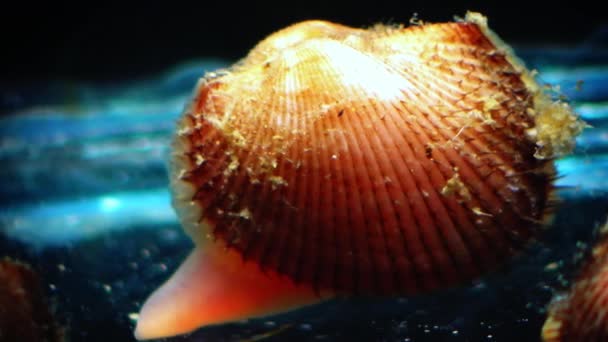 Anadara Inaequivalvis Mollusco Bivalvo Invasore Nel Mar Nero Specie Invasiva — Video Stock