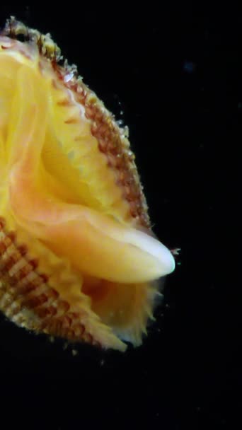 Anadara Inaequivalvis Mollusque Bivalves Envahisseur Mer Noire Espèce Envahissante — Video