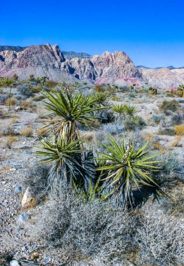 Yucca brevifolia tree, spiny cacti and other desert plants in rock desert in the foothills, California clipart