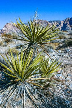Yucca brevifolia ağacı, dikenli kaktüs ve Kaliforniya 'nın eteklerindeki kaya çöllerindeki diğer çöl bitkileri.
