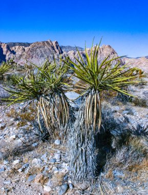 Yucca brevifolia ağacı, dikenli kaktüs ve Kaliforniya 'nın eteklerindeki kaya çöllerindeki diğer çöl bitkileri.