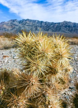 Oyuncak ayı cholla (Cylindropuntia bigelovii), inatçı sarı dikenli kaktüs, Sonoran Çölü, Kaliforniya 'da sayısız